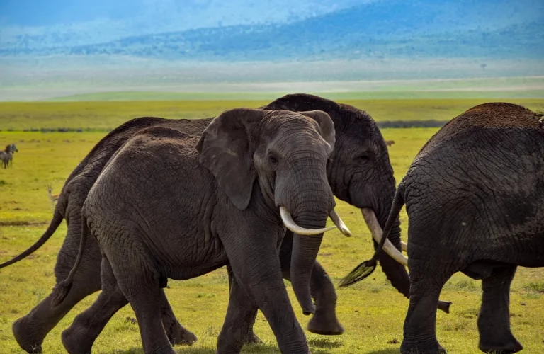 elephant-4389434_1280