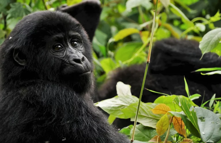 Gorilla Uganda
