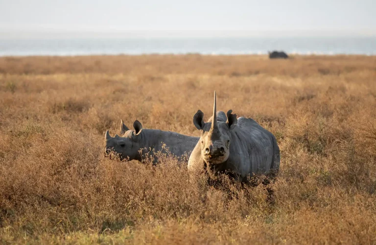 mwandwe-chileshe-q9SMUy4Hee8-unsplash
