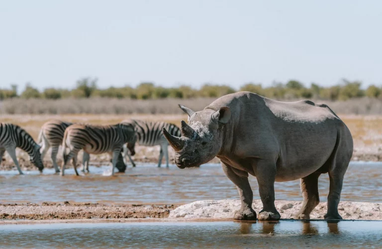 Etosha Nationalpark Nashorn