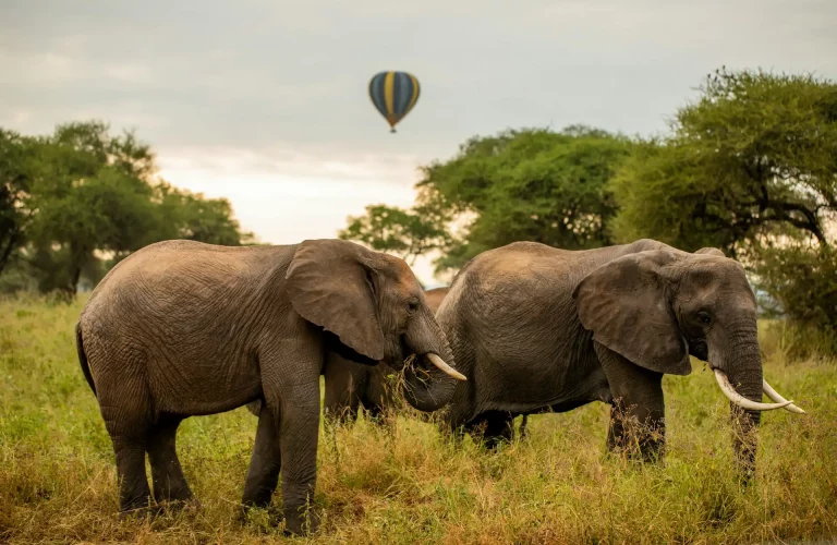 tanzania-wild-sky-NHQOJBbJgdk-unsplash